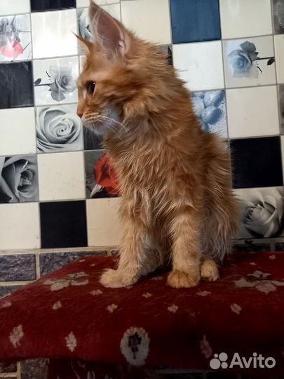 Котята мейн кун