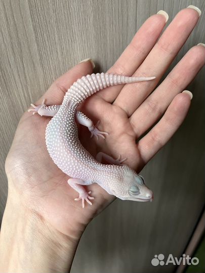 Эублефары Super Diablo Blanco