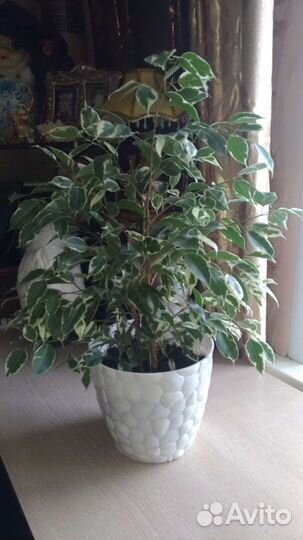 Фикус Бенджамина