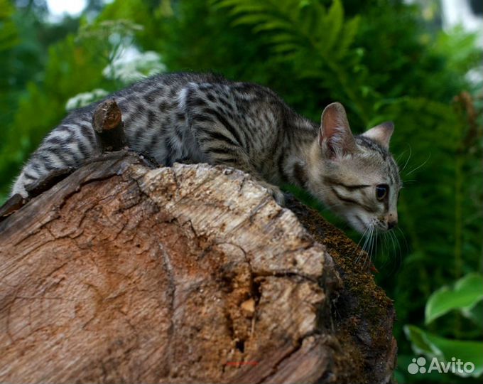 Бенгальский котенок