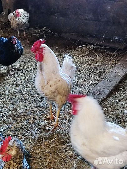 Молодые петухи