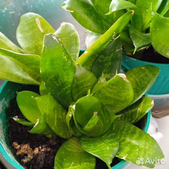 Комнатные растения цветы