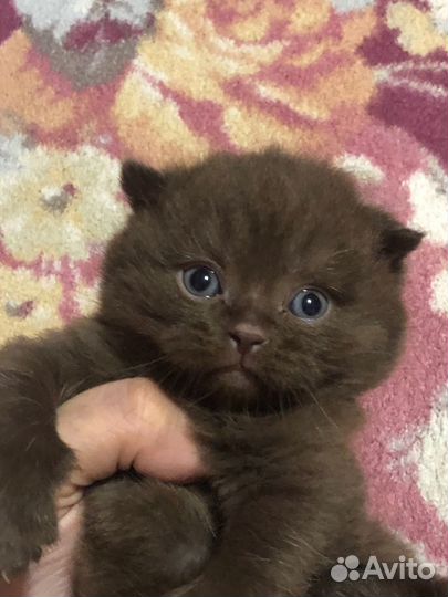 Шотландские котята шоколадного и лилового окраса