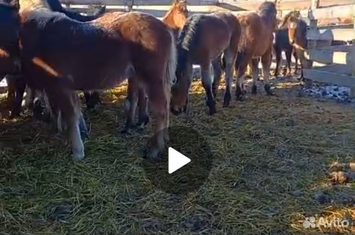 В продаже жеребята тяжики, возраст 8-9 мес