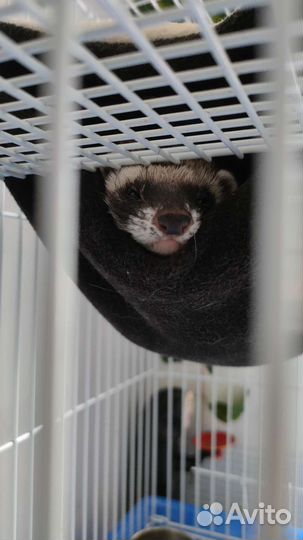 Хорек с клеткой