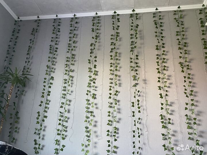 Комнатные цветы лианы