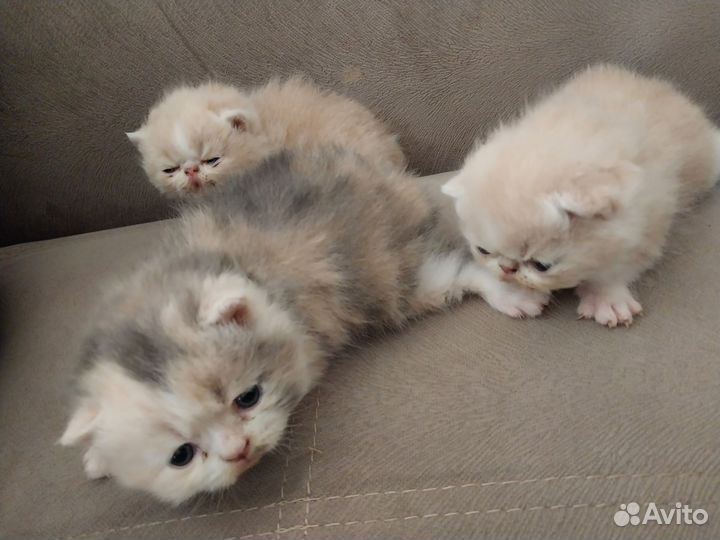 Экзотическая кошка