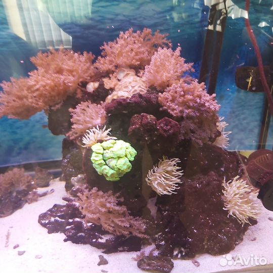 Продам морской аквариум с камнями и рыбками