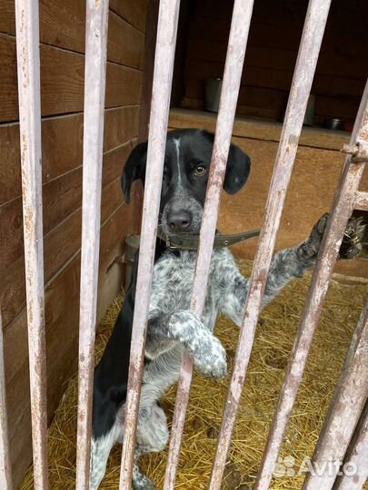 Отис ищет дом