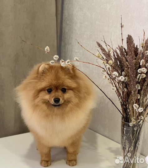 Немецкий шпиц