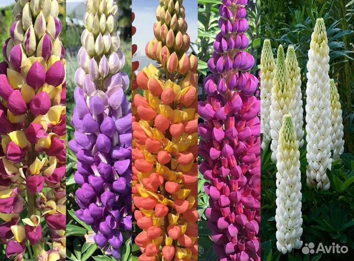 Люпины красноцветковые: саженцы и семена. Доставка