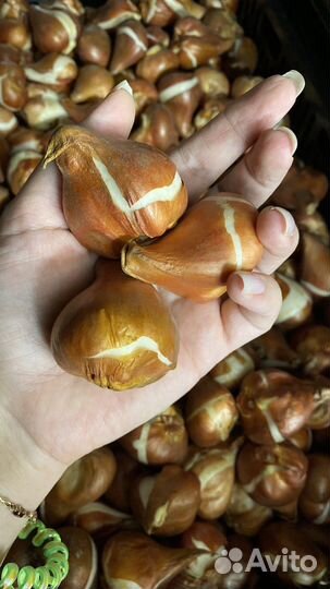 Луковицы тюльпанов