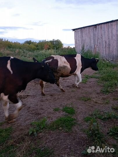 Продам коров