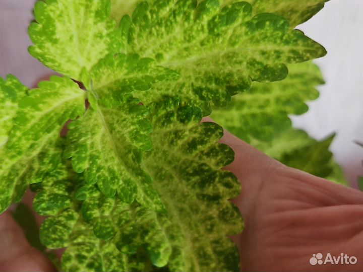 Колеусы 2сорта