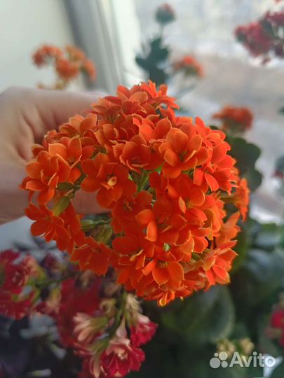 Каланхоэ красный, оранжевый, розовый