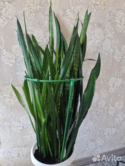 Сансевиерия, очень большая