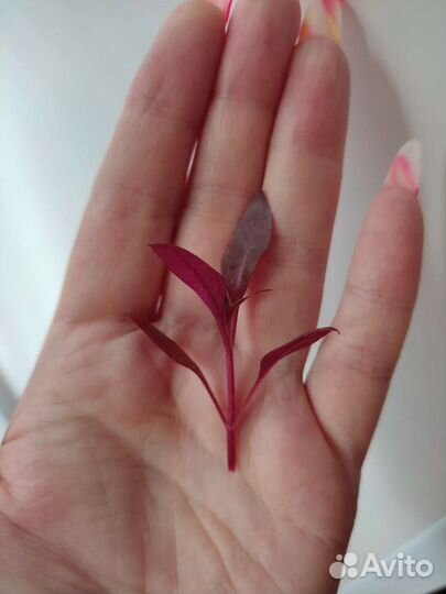 Альтернатера