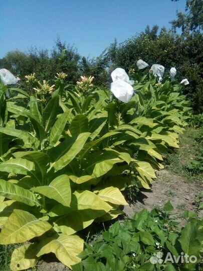 Семена табака