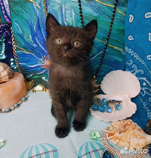 Ласковая девочка в добрые руки