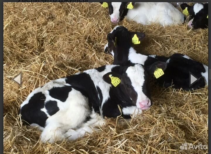 Бычки телята