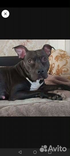 Щенки питбуля