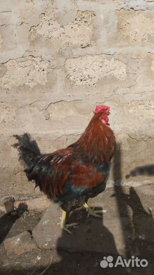 Молодые петухи