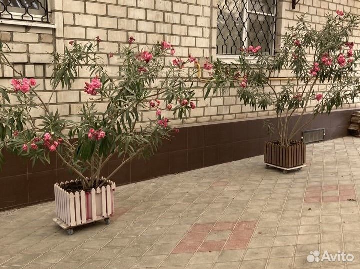 Олеандр розовый