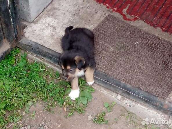 Щенки