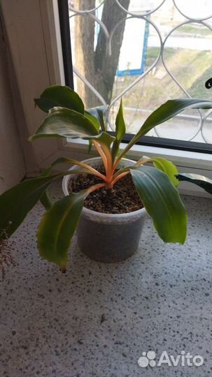 Хлорофитум оранжевый оранж