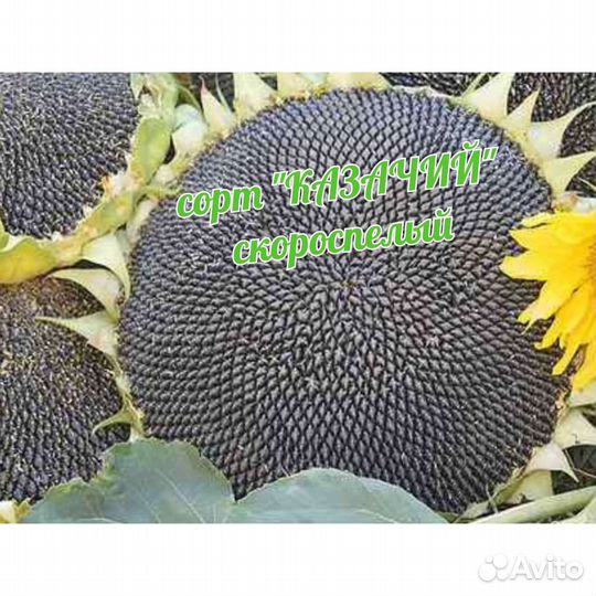 Семена подсолнечника 