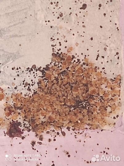 Дезинсекция Дезинфекция Дератизация Тараканов Клоп