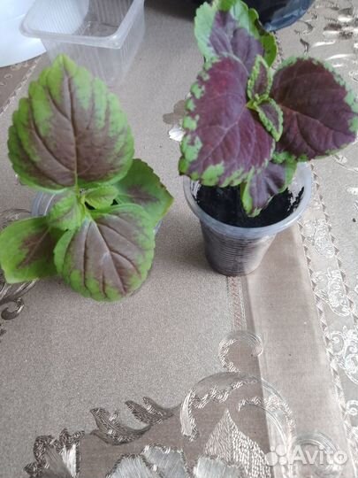 Колеусы сортовые