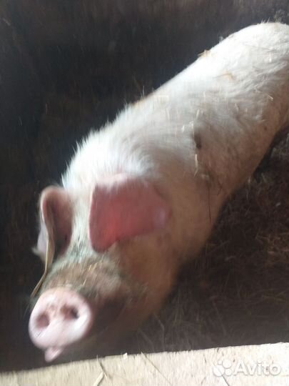 Хряк племянной