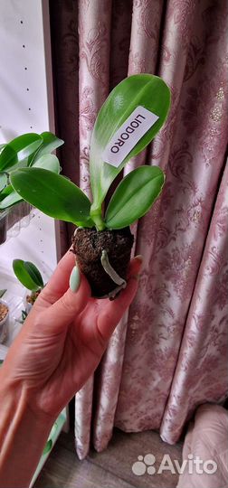 Орхидея фаленопсис подросток