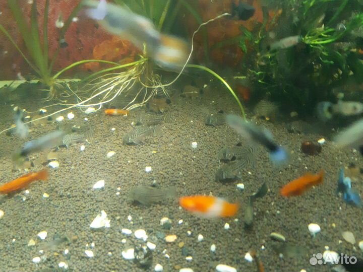 Коридорасы