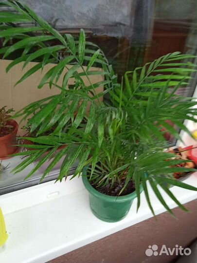 Пальма Хамедорея комнатные цветы