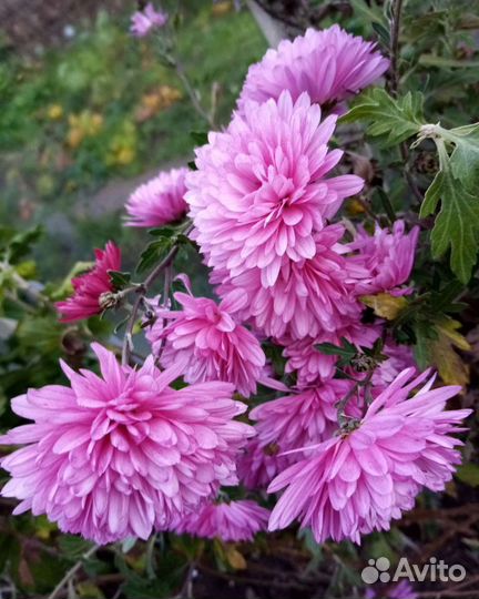 Хризантема