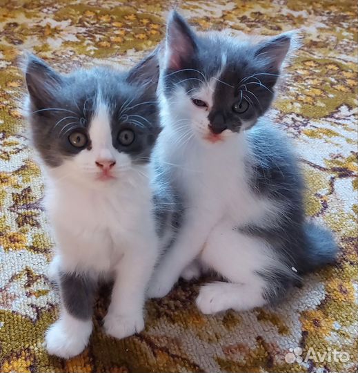 Кошка в дар бесплатно
