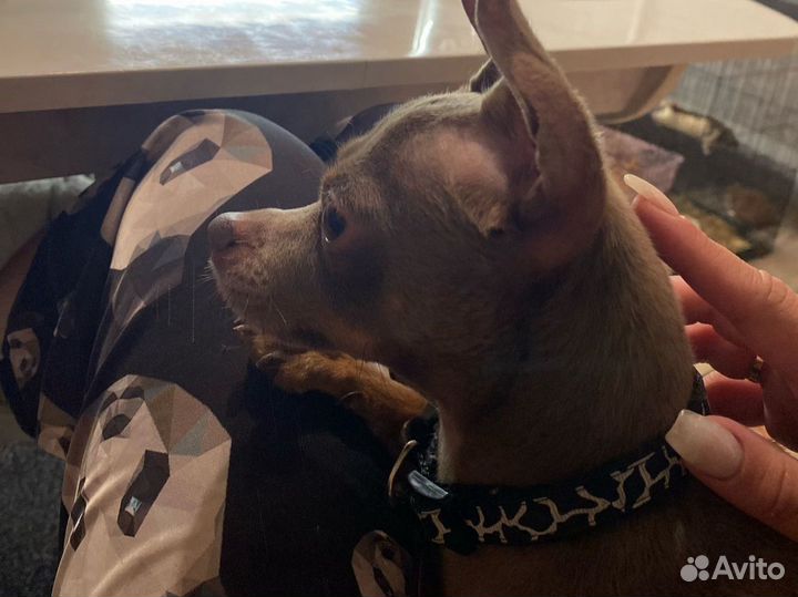 Вязка той-терьер