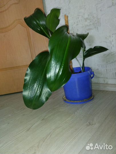 Цветы для дома