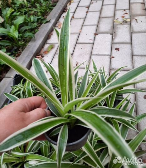 Хлорофитум