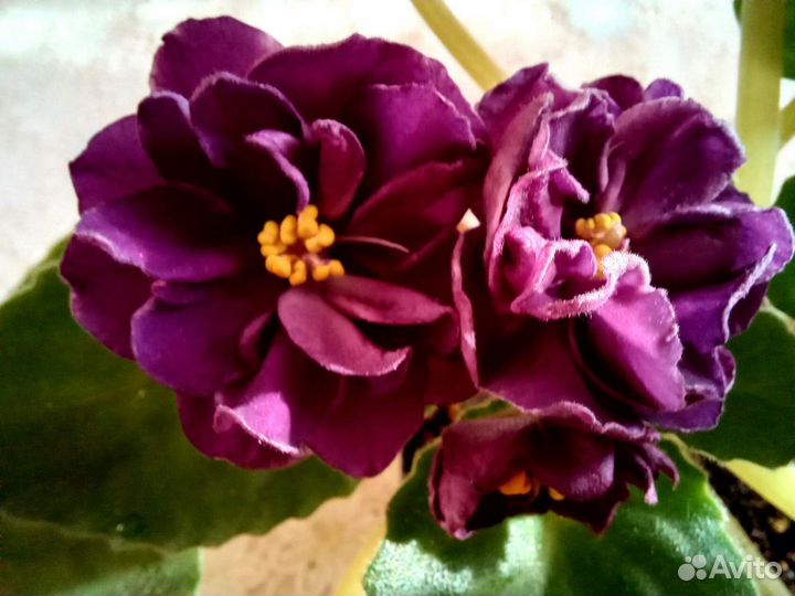 Сортовые фиалки