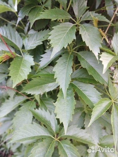 Саженцы Девичий виноград