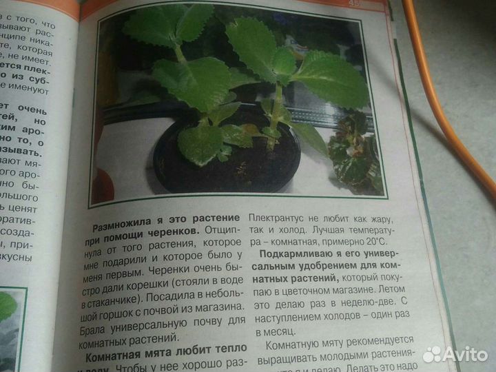 Мята канадская (плектрантус), комнатная