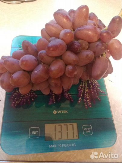 Саженцы винограда