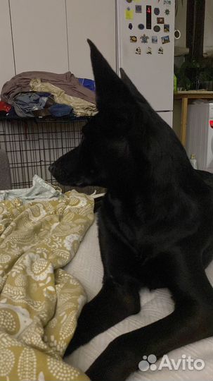 Щенок, девочка в добрые руки