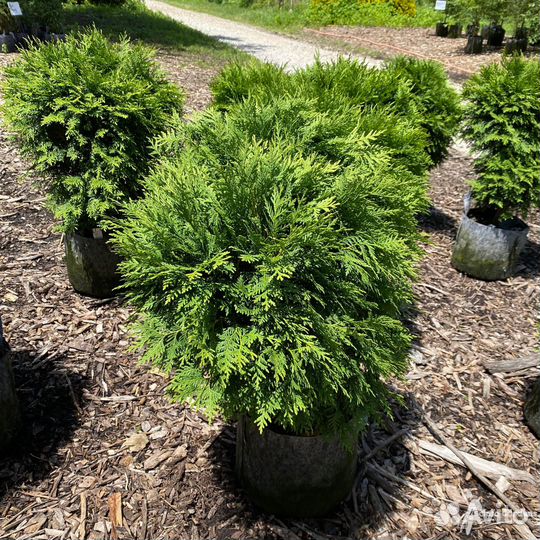 Туя западная 