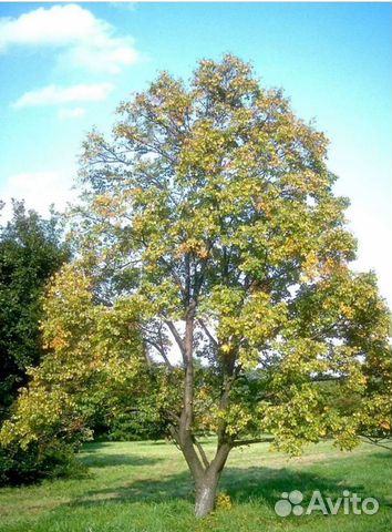 Липа мелколистная, саженцы зкс