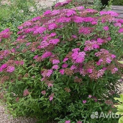 Спирея японская