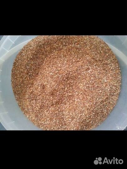 Морская ракушка